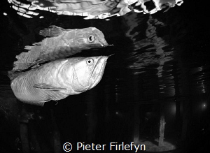 Arowana @ Todi indoor dive center by Pieter Firlefyn 
